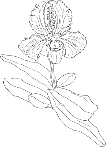 Slipper Orchids Paphiopedilum Coloring Page